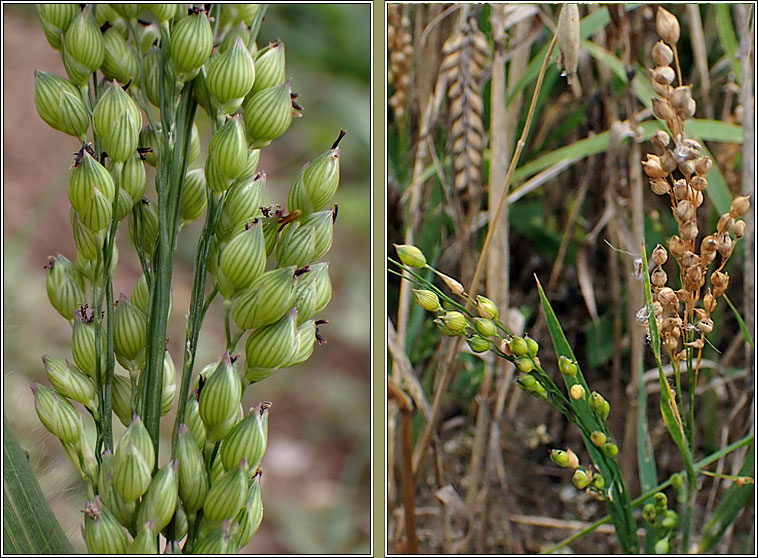 Common Millet, Panicum miliaceum