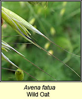 Avena fatua, Wild Oat