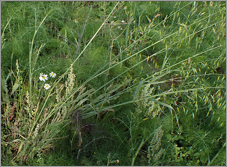 Wild Oat, Avena fatua