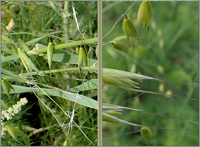 Wild Oat, Avena fatua