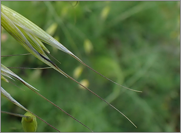 Wild Oat, Avena fatua