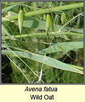 Avena fatua, Wild Oat