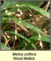 Melica uniflora, Wood Melick