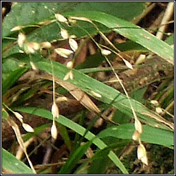 Wood Melick, Melica uniflora