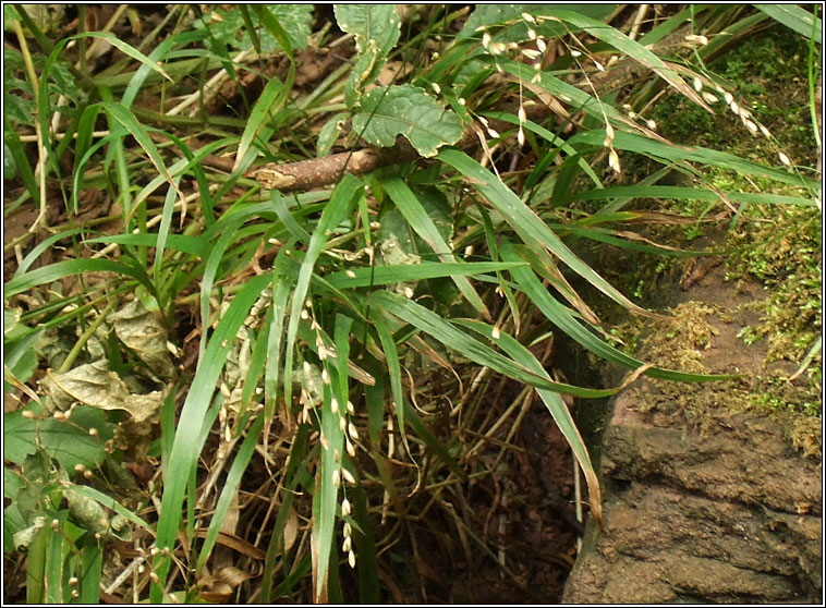 Wood Melick, Melica uniflora