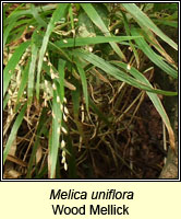 Melica uniflora, Wood Melick