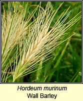 Hordeum murinum, Wall Barley