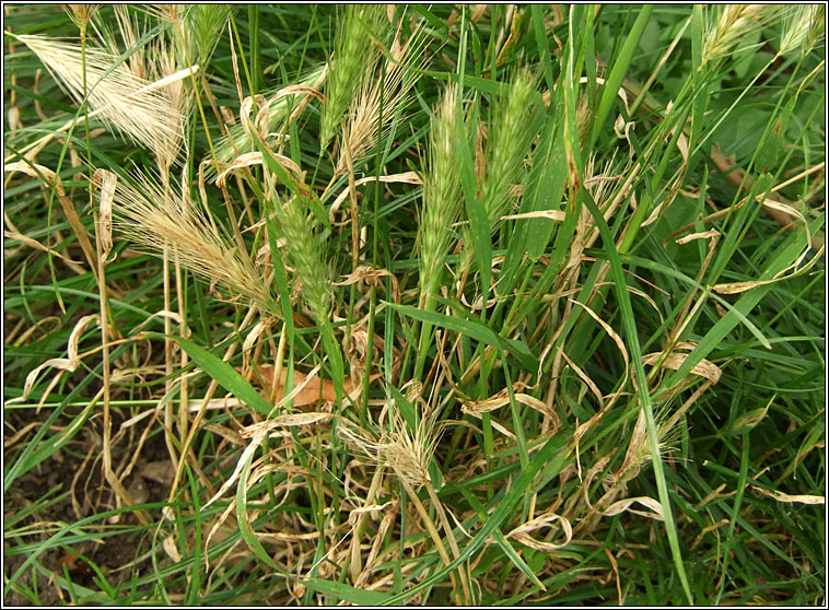 Wall Barley, Hordeum murinum