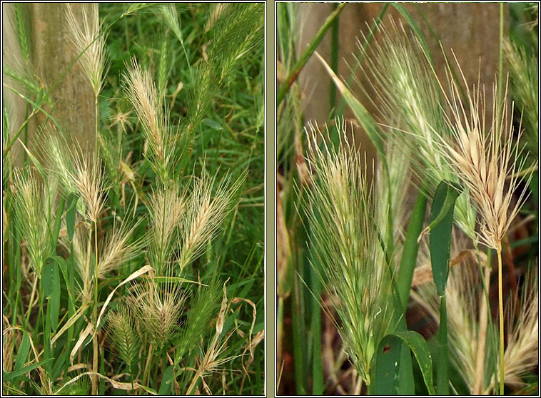 Wall Barley, Hordeum murinum