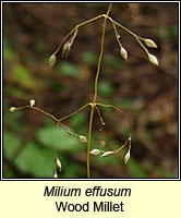 Milium effusum, Wood Millet