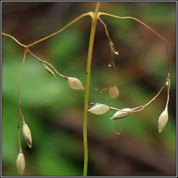 Wood Millet, Milium effusum