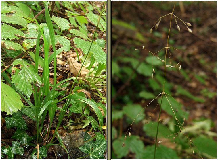 Wood Millet, Milium effusum