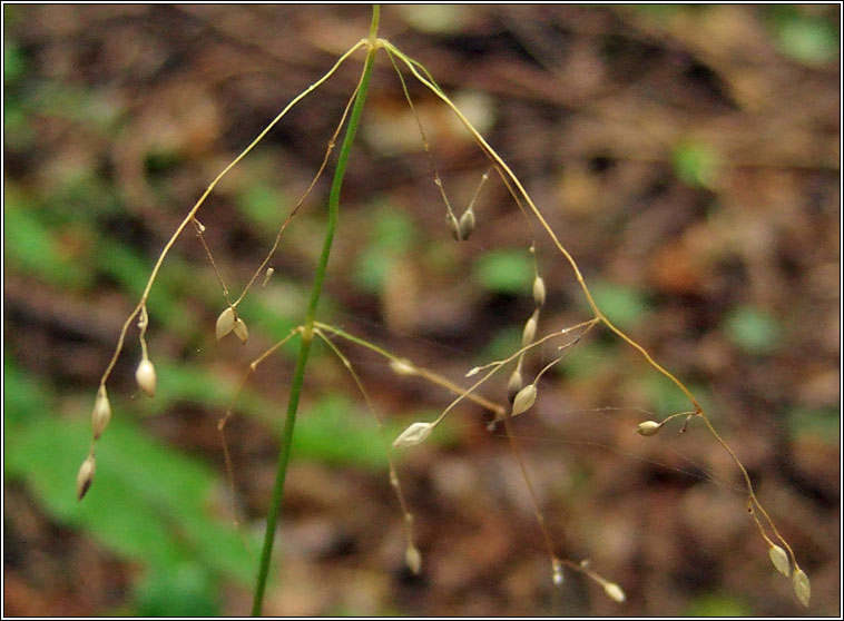 Wood Millet, Milium effusum