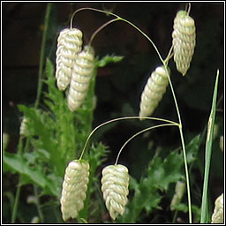 Greater Quaking-grass, Briza maxima