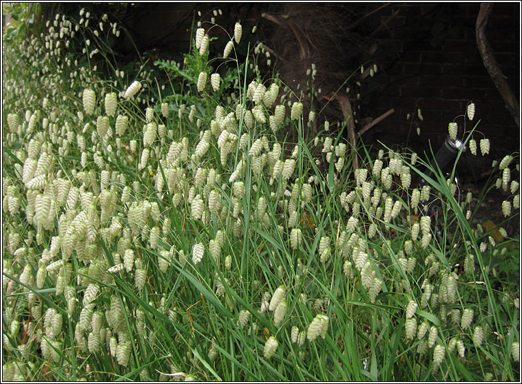 Greater Quaking-grass, Briza maxima