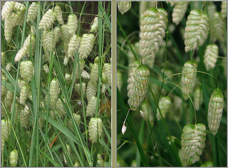 Greater Quaking-grass, Briza maxima