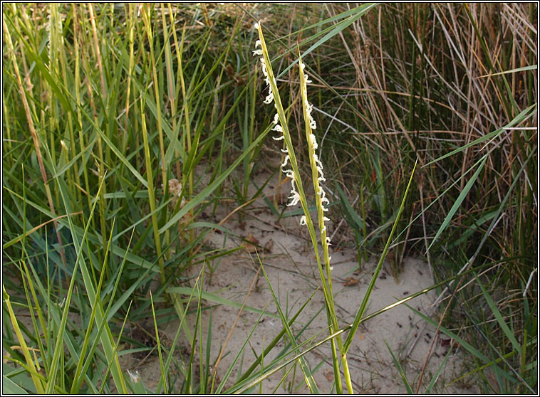 Common Cord-grass, Spartina anglica