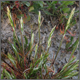 Early Hair-grass, Aira praecox