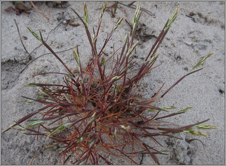 Early Hair-grass, Aira praecox