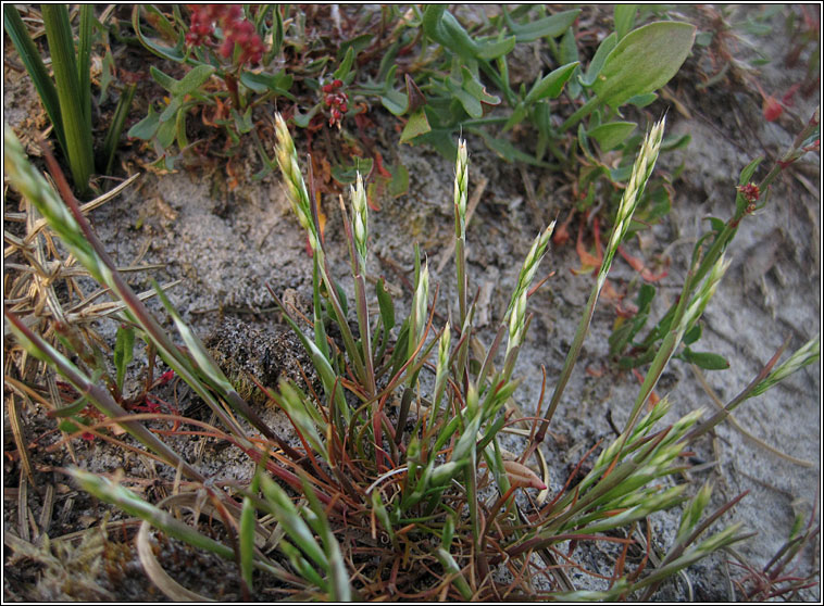 Early Hair-grass, Aira praecox