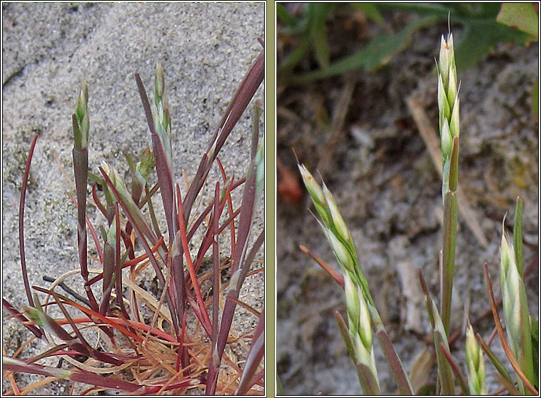 Early Hair-grass, Aira praecox