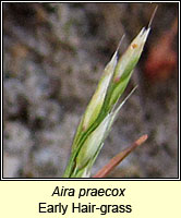 Aira praecox, Early Hair-grass