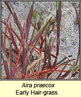 Aira praecox, Early Hair-grass