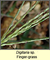 Digitaria sp, Finger-grass