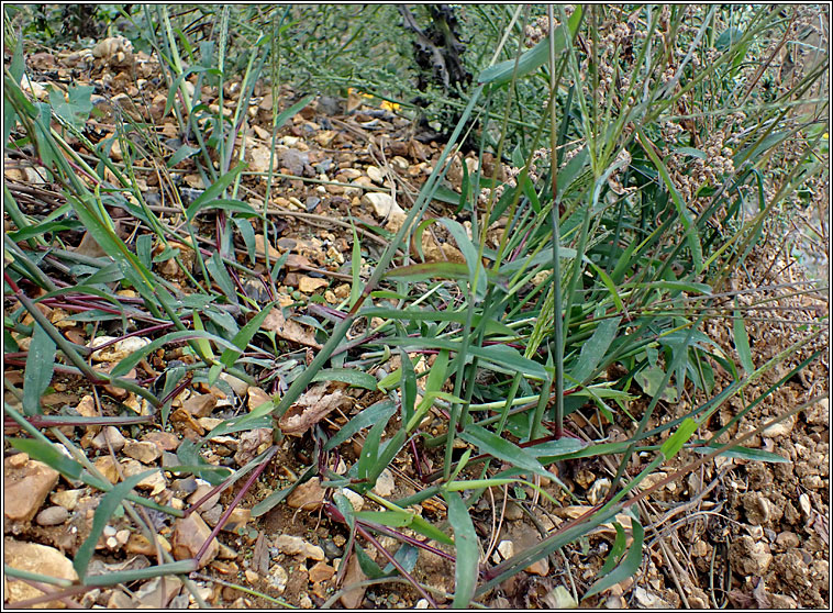 Finger-grass, Digitaria sp