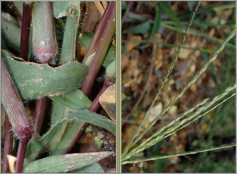 Finger-grass, Digitaria sp