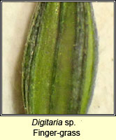 Digitaria sp, Finger-grass