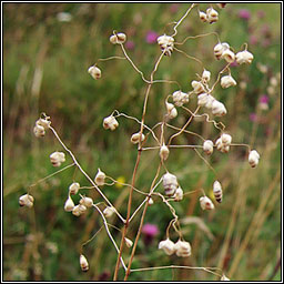 Quaking-grass, Briza media