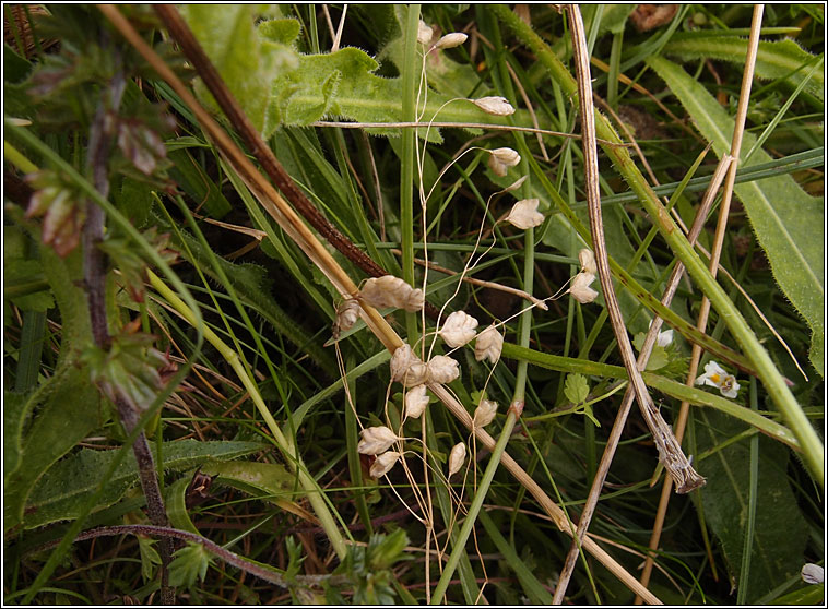 Quaking-grass, Briza media