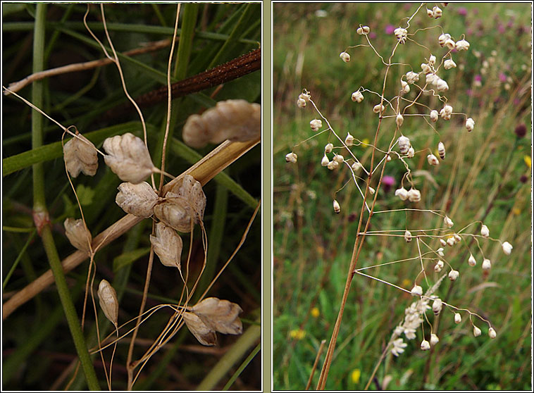 Quaking-grass, Briza media