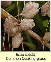 Briza media, Quaking-grass