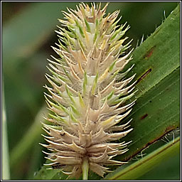 Smaller Cat's-tail, Phleum bertolonii