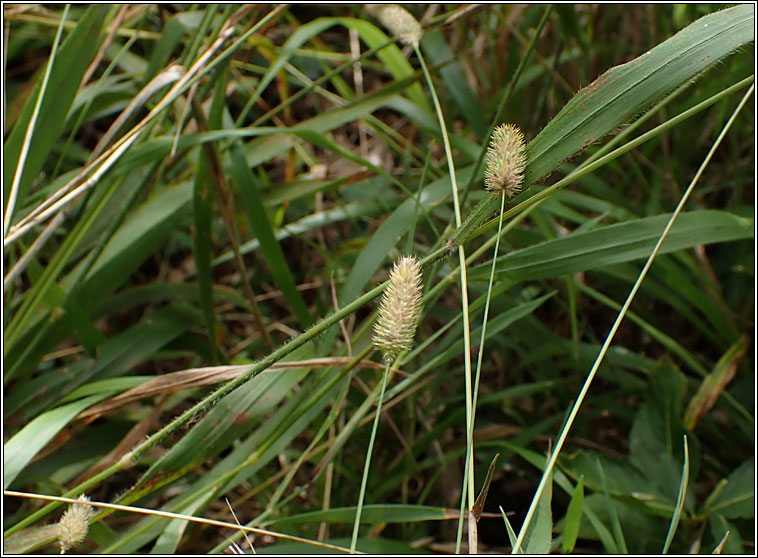 Smaller Cat's-tail, Phleum bertolonii