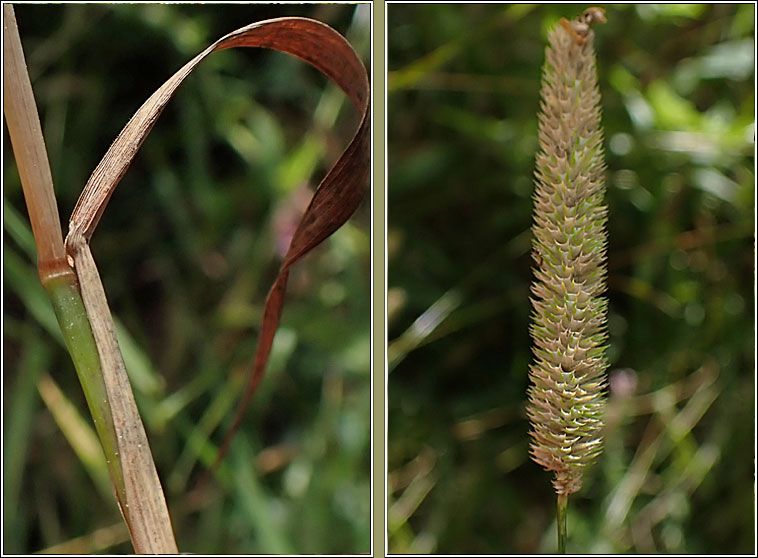 Smaller Cat's-tail, Phleum bertolonii