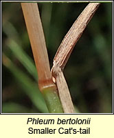 Phleum bertolonii, Smaller Cat's-tail