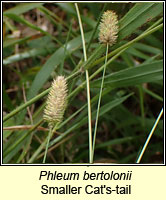 Phleum bertolonii, Smaller Cat's-tail