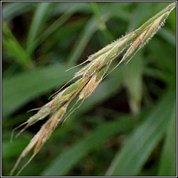 False Brome, Brachypodium sylvaticum