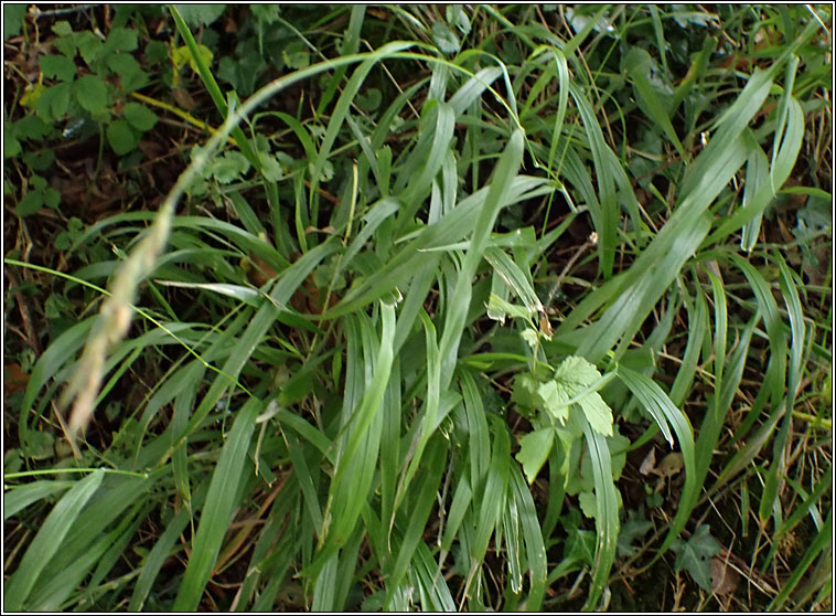 False Brome, Brachypodium sylvaticum