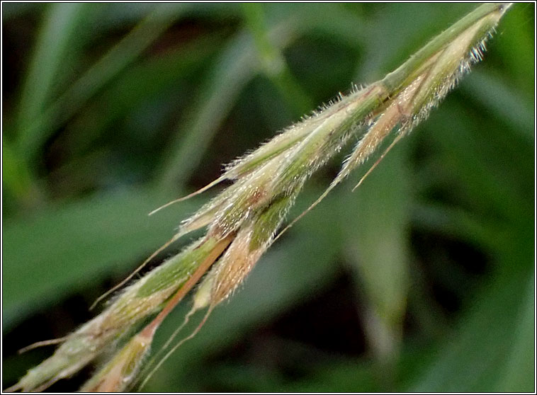 False Brome, Brachypodium sylvaticum