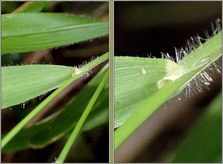 False Brome, Brachypodium sylvaticum