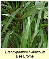 Brachypodium sylvaticum, False-brome