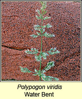 Polypogon viridis, Water Bent