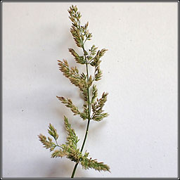 Water Bent, Polypogon viridis