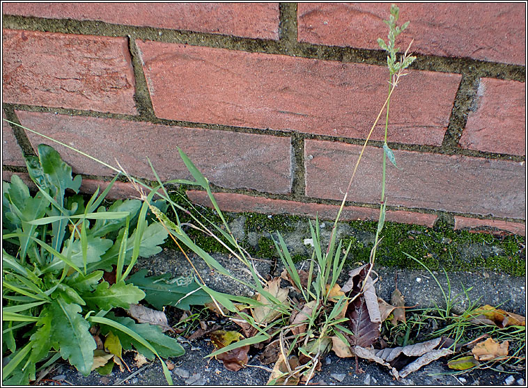 Water Bent, Polypogon viridis