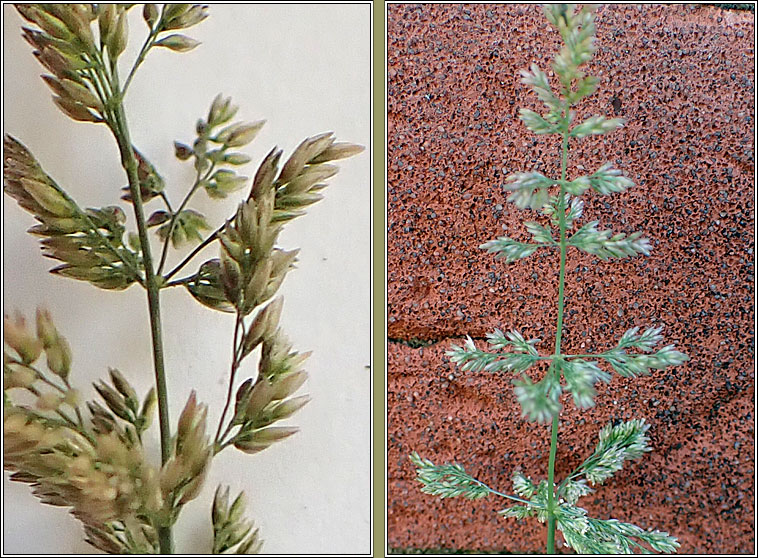 Water Bent, Polypogon viridis