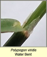 Polypogon viridis, Water Bent